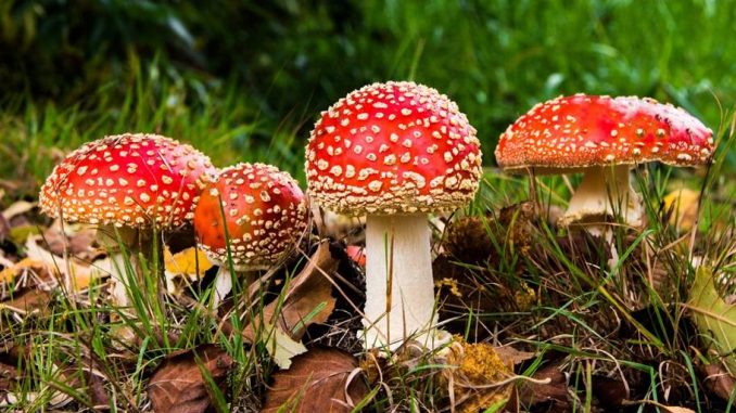 Друзі пригостили мухоморами: на Черкащині шпиталізували чоловіка