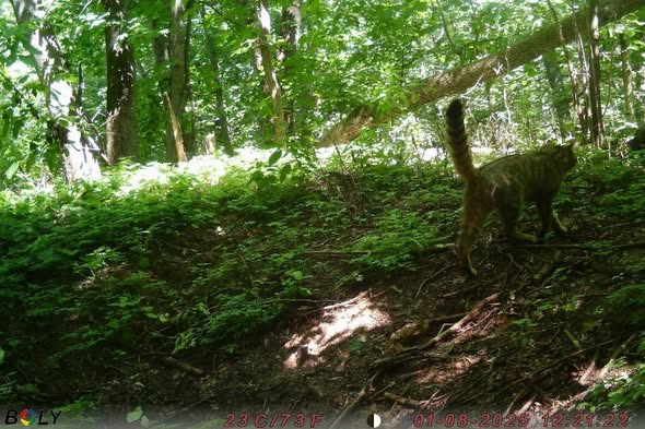 На Черкащині зафікували лісового кота (ФОТО)