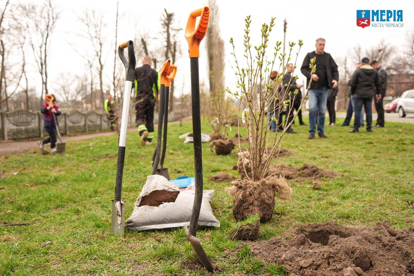У Черкасах висадили близько сотні кущів бузку