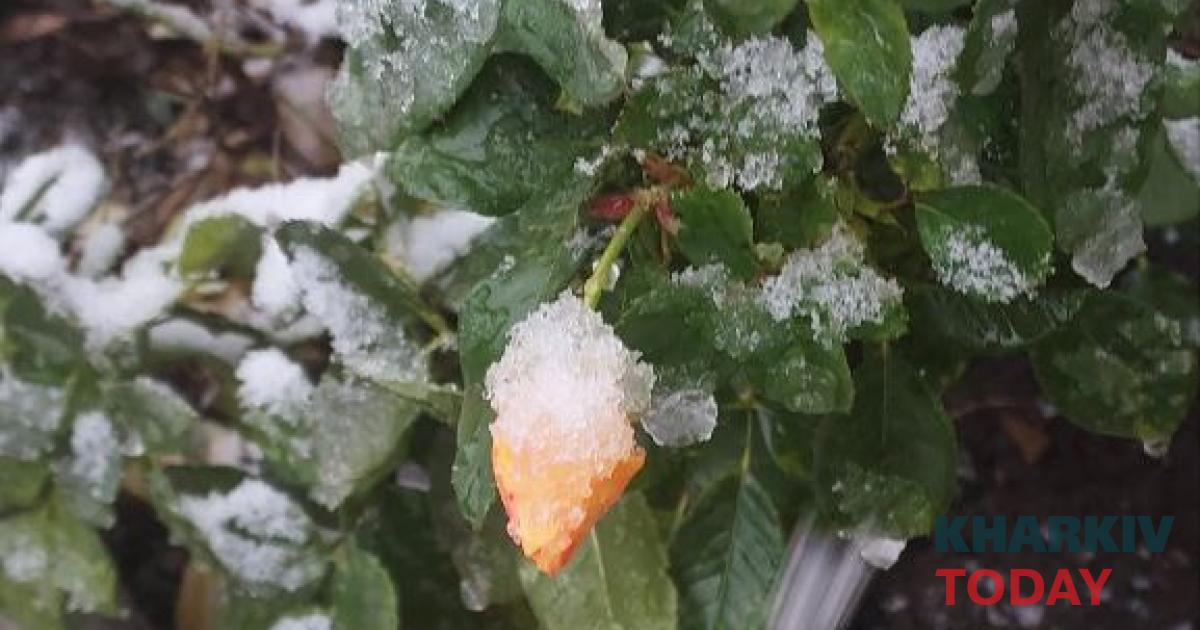 У Харкові випав перший сніг