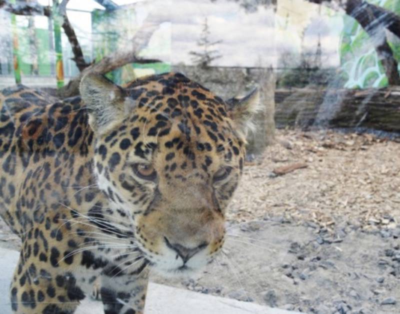Нові вольєри для ягуара та тигриці у зоопарку Вінниці