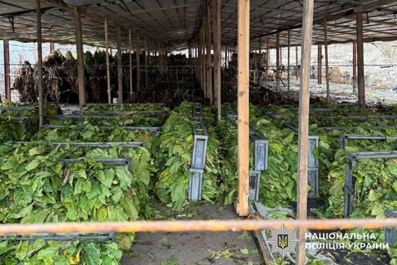 Викрили нелегальні плантації тютюну