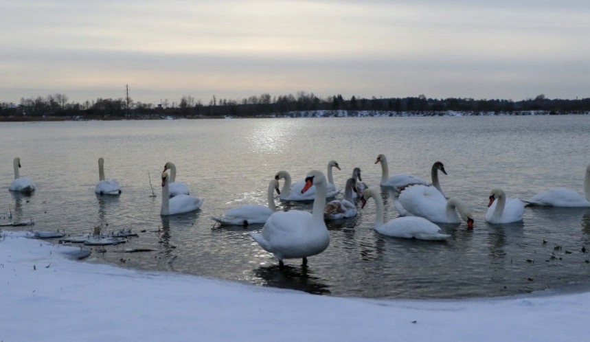 Водойма-охолоджувач ХАЕС