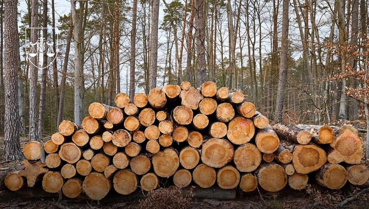 На Львівщині судитимуть ще одного керівника Рава-Руського лісництва за масштабні незаконні рубки на майже 10 млн грн
