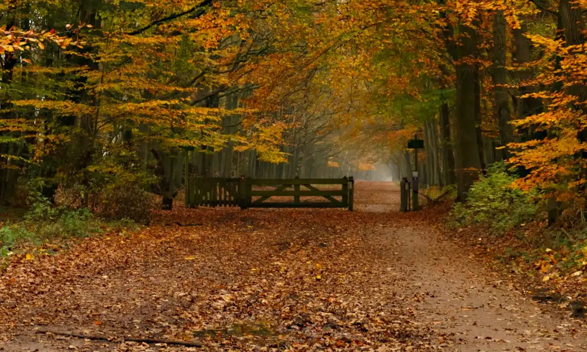 Прогноз погоди для Рівненщини на 20 листопада. Без істотних опадів