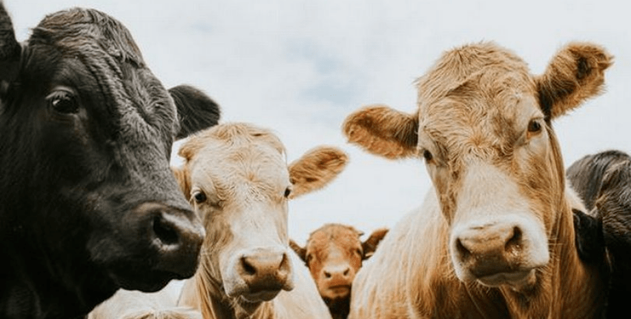 Фермер з Чернігівщині займається збереженням зникаючих українських порід корів