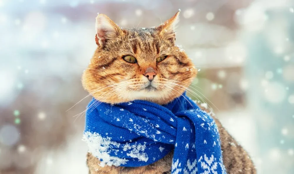 До України прогнозують похолодання: де вдарить мороз і засипле снігом