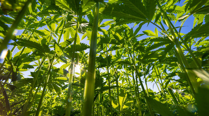 Житомирщина — лідер з виробництва конопель та хмелю