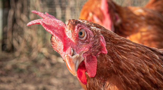 На Чернігівщині спалах пташиного грипу: оголошено карантин