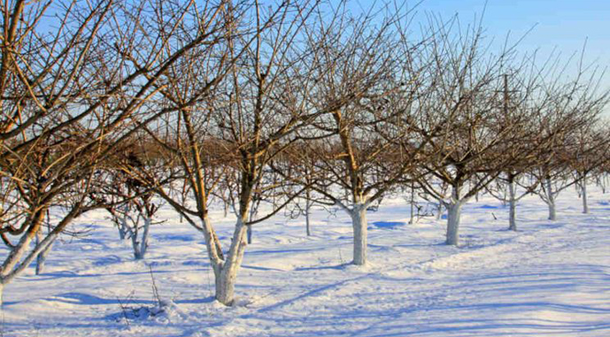 Морози пошкодили близько 40% абрикосів на Миколаївщині