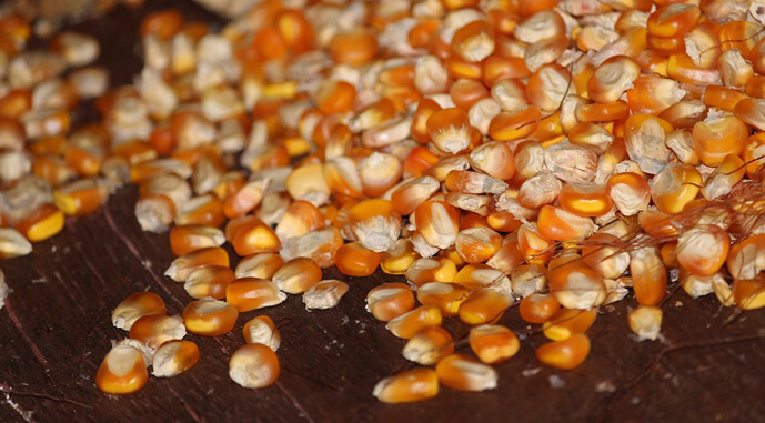 Україна посилює позиції на ринку кукурудзи Туреччини