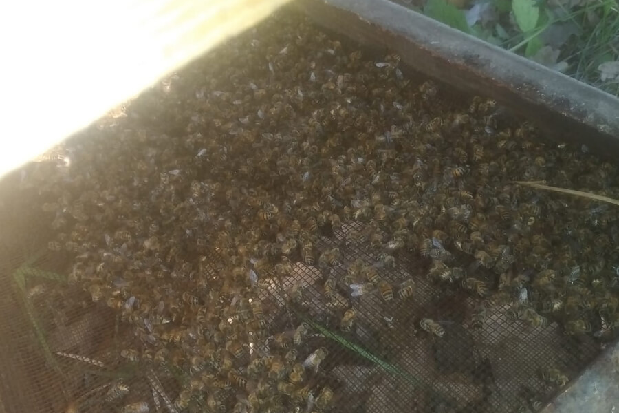 Масова загибель бджіл після обприскування ріпаку на Чернігівщині
