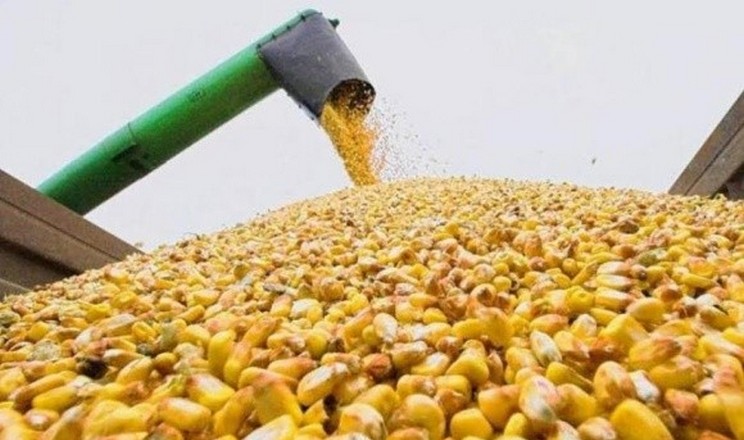 Експорт кукурудзи перевищив 23 млн тонн