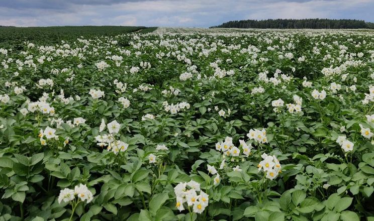 На Чернігівщині картопля цьогоріч цвіте рекордно потужно