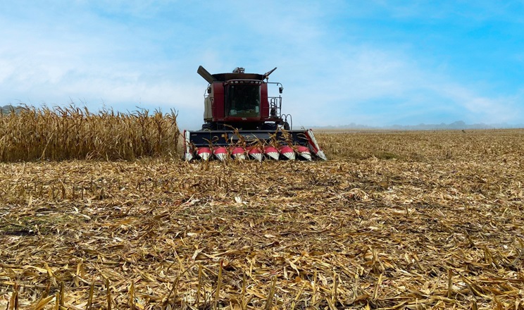 Жнива на Чернігівщині затримуються через дощі