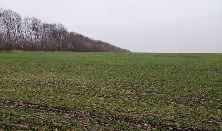 Погода в Україні: дощі, подекуди з мокрим снігом