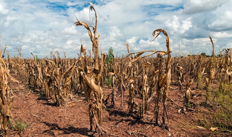 Коли збирати силосну кукурудзу в стані стресу