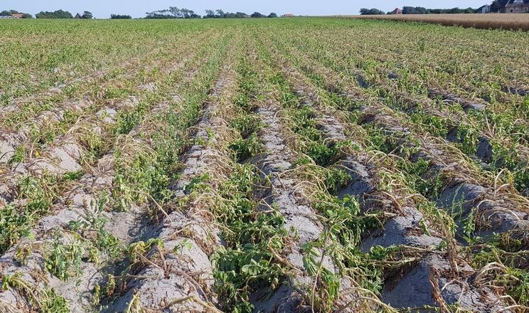 Крим втрачає власне овочівництво через дефіцит води та корупцію