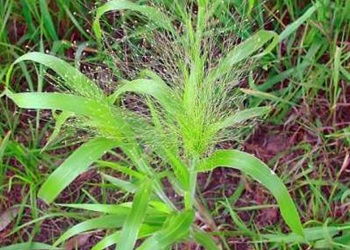 Серйозну проблему для посівів кукурудзи на Чернігівщині становлять просо волосоподібне та амброзія