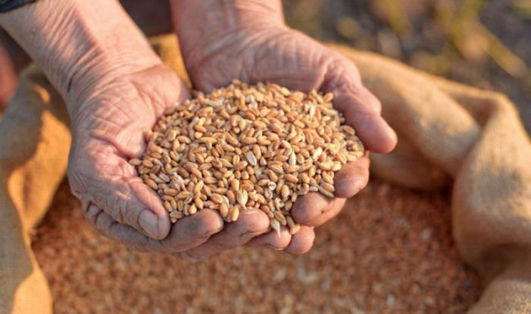 Чернігівщина наростила виробництво агропродукції