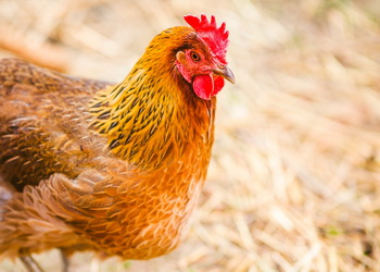 На Чернігівщині ‒ спалах грипу птиці