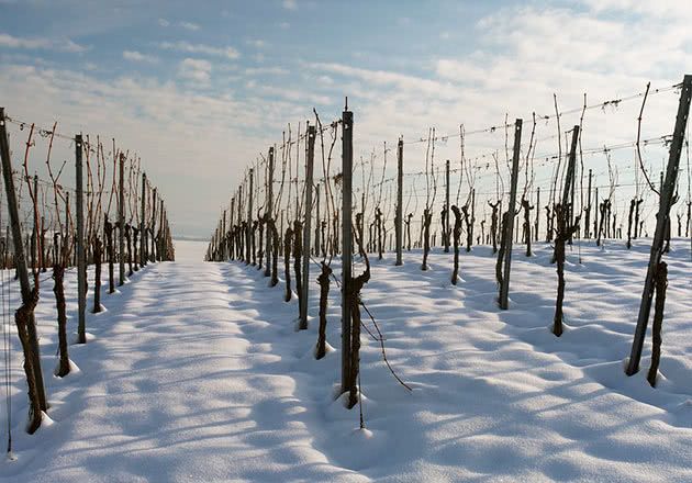 На закарпатських виноградниках «Шато Чизай» на 40% виконали зимову обрізку