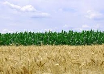 Як формують структуру посівів у ФГ «Сорока Ф Ф» на Житомирщині