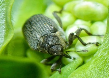 Триває заселення посівів озимого ріпаку шкідниками