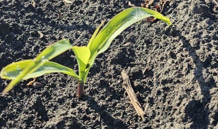 Які найкращі попередники для кукурудзи в різних кліматичних зонах