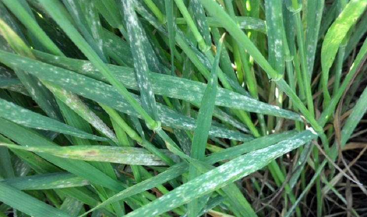 Похолодання в першій декаді квітня вплинуло на розвиток хвороб озимини