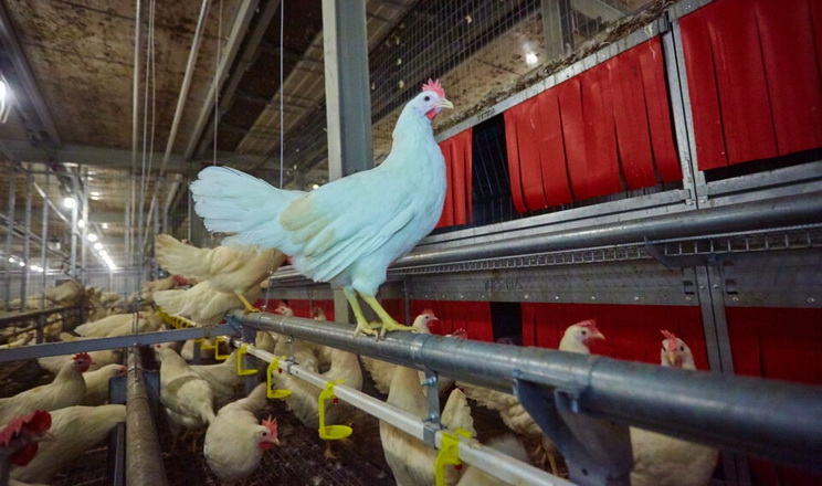 «Оліяр» зайшов у яєчне птахівництво: перший етап будівництва ферми реалізовано