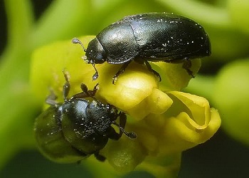 Найбільшої шкоди посівам ріпаку наразі завдають ріпаковий квіткоїд і прихованохоботники