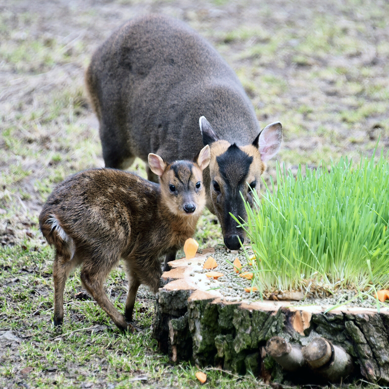 У КиївЗоо мунтжак Мо повністю відновився після тяжкої травми, отриманої внаслідок ворожого обстрілу
