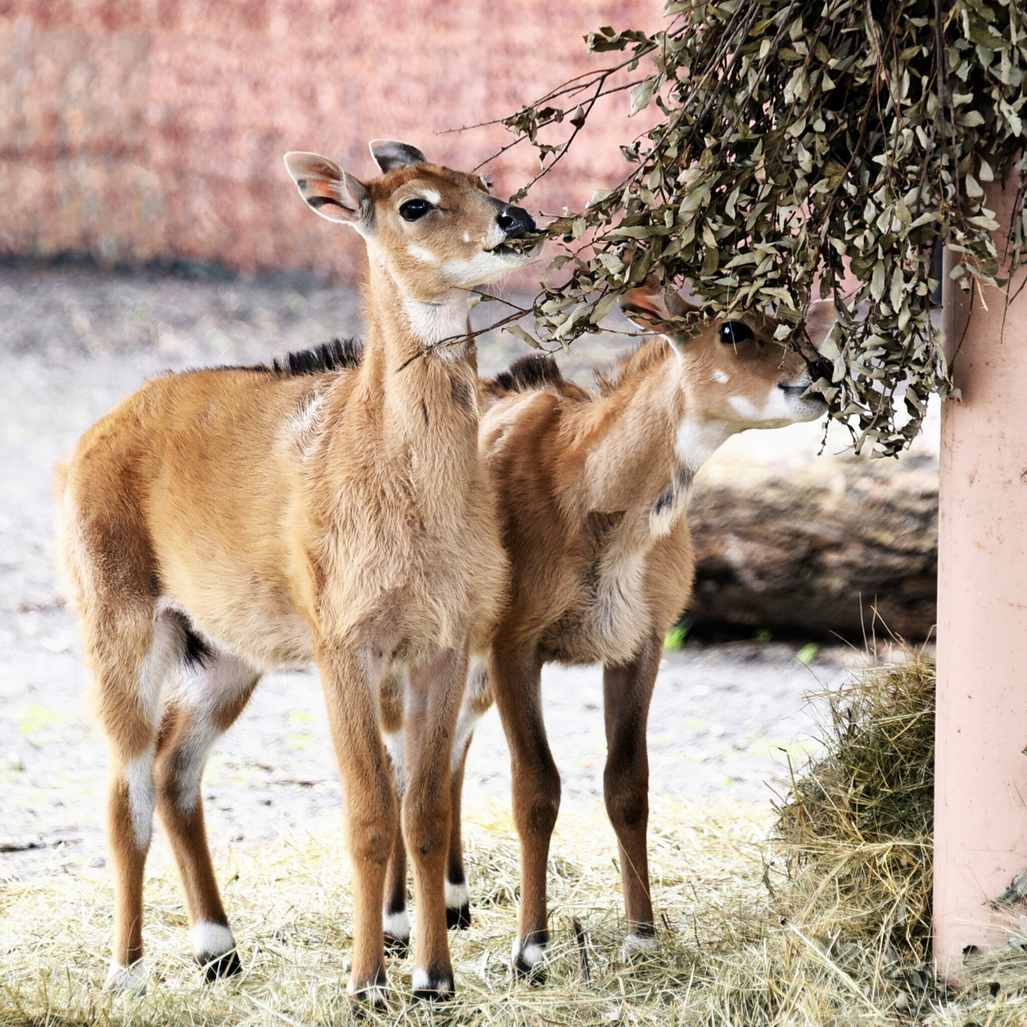 У КиївЗоо 11–12 квітня проводитимуть показове годування для копитного сімейства, зокрема малечі антилоп нільгау