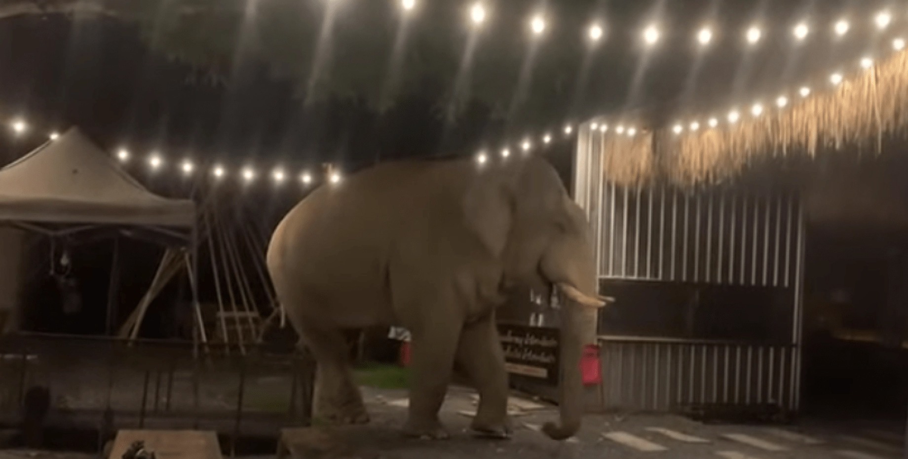 Голодний слон вирішив повечеряти в найближчому кафе (ВІДЕО)