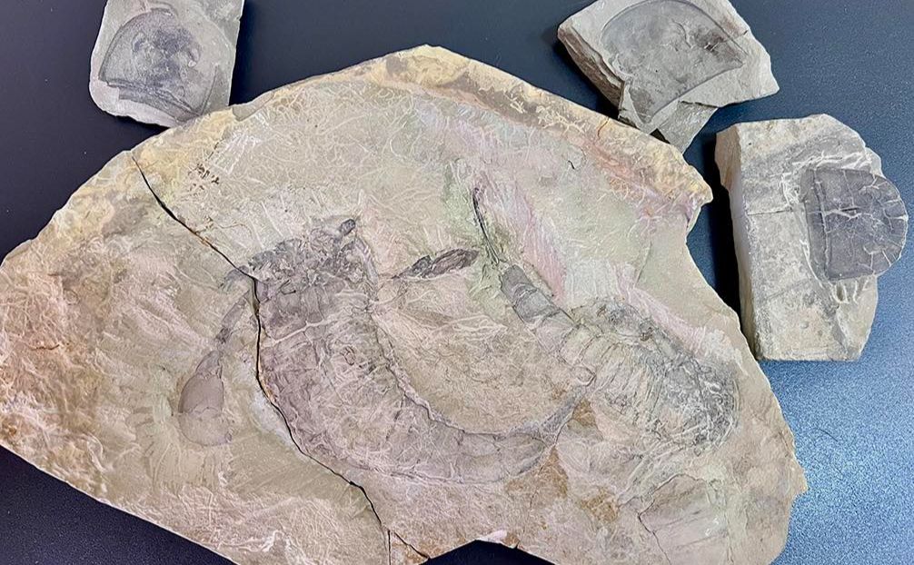 Столичні митники вилучили з посилки унікальні скам’янілості віком понад 440 млн років (ФОТО)
