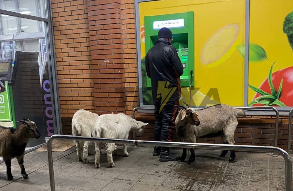 У Дніпрі у трамваї помітили "компанію" кіз (ВІДЕО)