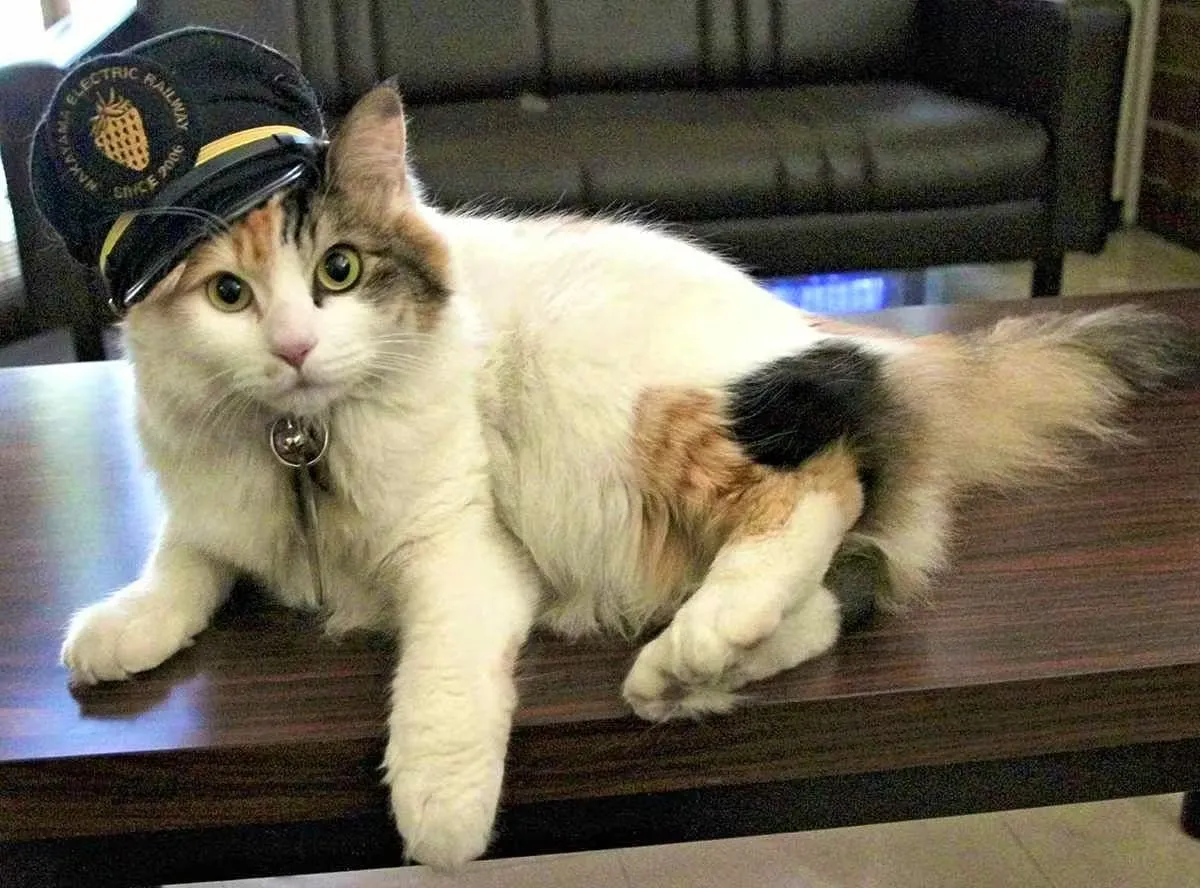 У Японії кішку урочисто призначили доглядачкою залізничної станції (ФОТО)