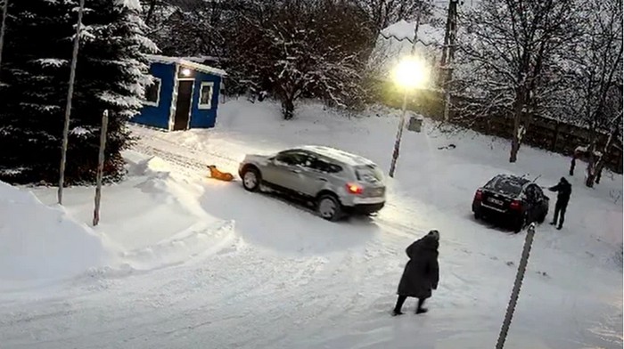 На Львівщині поліція знайшла водія, який двічі переїхав собаку