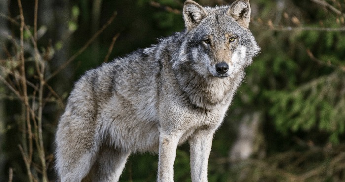 На Сумщині почастішали випадки появи вовків