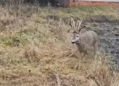 На Охтирщині поліцейські врятували косулю, яка заплуталася в колючому дроті (відео)