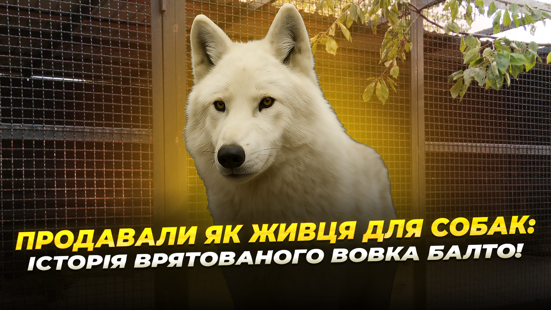 Як зараз живе білий вовк Балто, якого врятували від неминучої смерті у Волновасі?