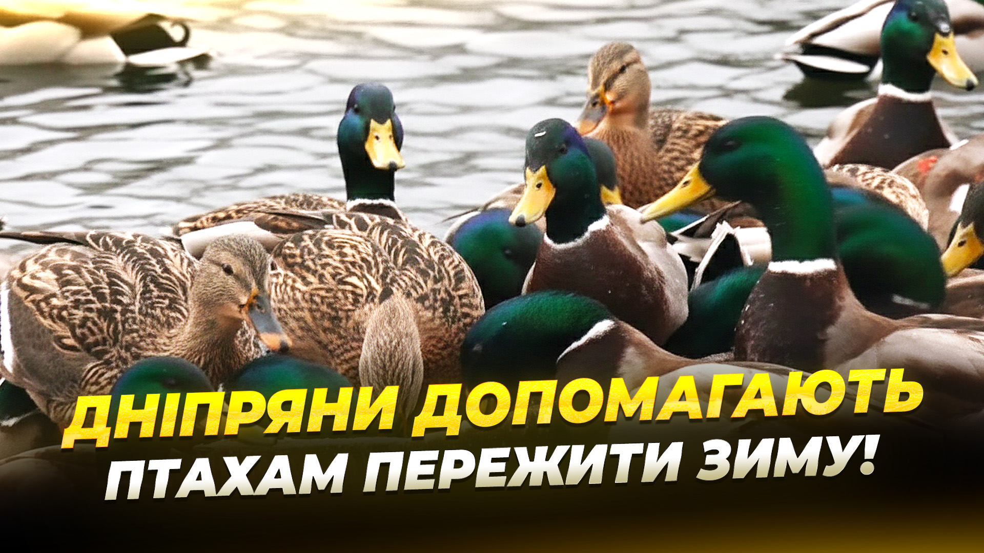Допомога пернатим у мороз: як у Дніпрі піклуються про птахів?!