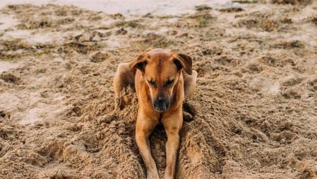 Мисливець з Кременця уник покарання за вбивство пса поруч із дитячим майданчиком