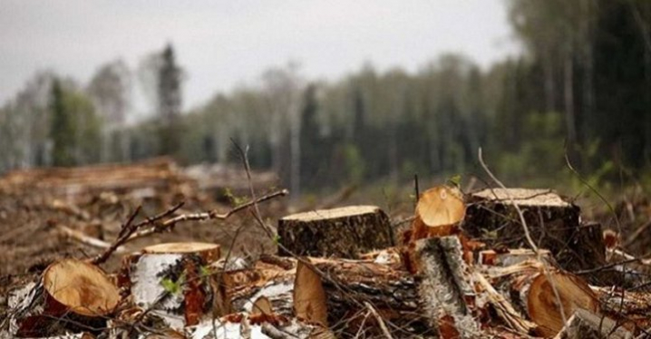 В Киевской области нарубили леса на 1,2 млн грн