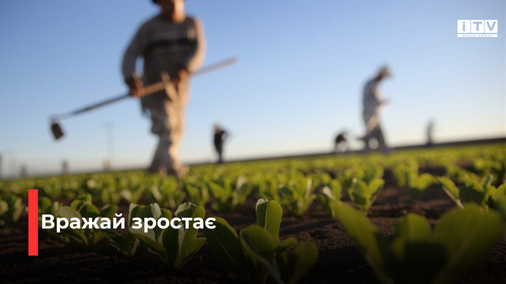 Фермери Рівненщини виростили понад 100 тисяч тонн зерна за рік