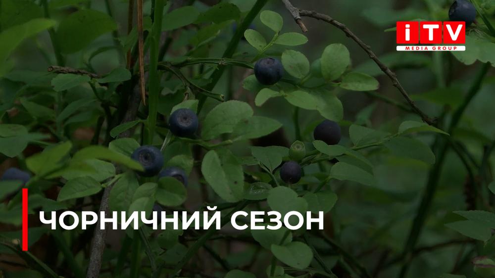На Рівненщині сезон чорниць у самому розпалі (ВІДЕО)