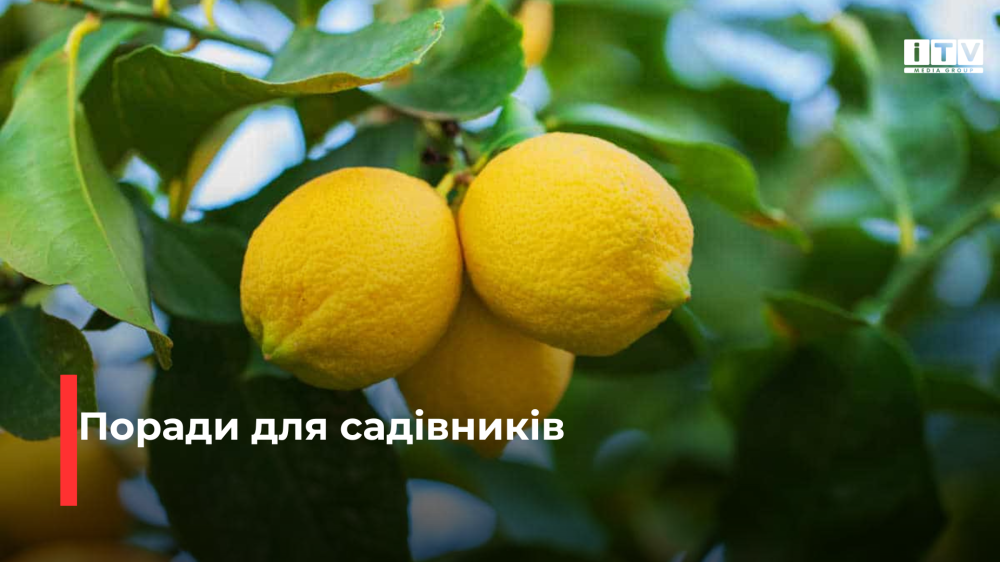 Як виростити лимон у квартирі з кісточки