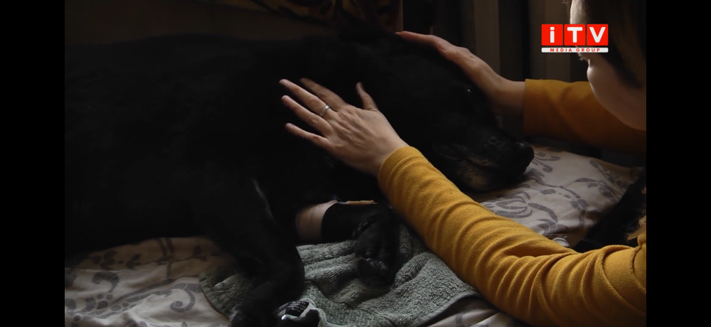 В одному з районів Рівного потруїли домашніх собак (ВІДЕО)