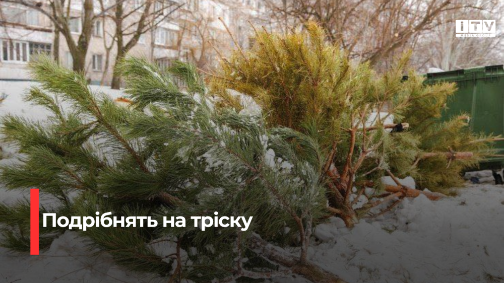 У Рівному комунальники організовують збір використаних новорічних дерев